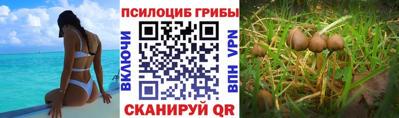 Галлюциногенные грибы мухоморы  Осташков 